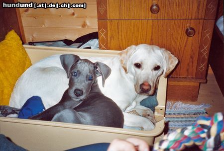 Deutsche Dogge Hunde Foto 6216 Deutsche Dogge Happy mit