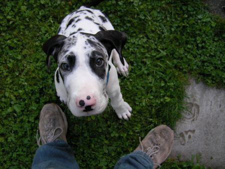 Deutsche Dogge Hunde Foto 40795 in höherer Auflösung ansehen Deutsche Dogge Schau mir in die Augen, Kleiner