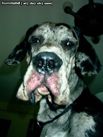 Deutsche Dogge Hunde Foto 5075 Deutsche Dogge Frauchen, was machst du denn da unten?