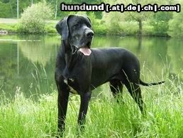Deutsche Dogge Hunde Foto 12364 Deutsche Dogge Buffalo von der Zwergweide