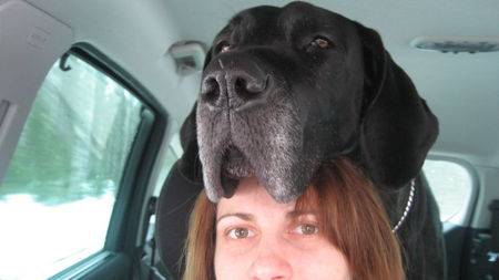 Deutsche Dogge Hunde Foto 41250 in höherer Auflösung ansehen Deutsche Dogge Cora