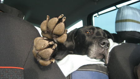Deutsche Dogge Hunde Foto 41252 in höherer Auflösung ansehen Deutsche Dogge Ist das gemütlich.