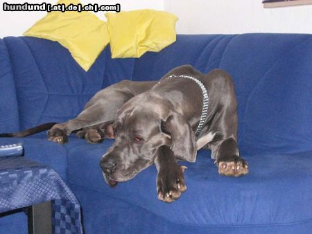 Deutsche Dogge Hunde Foto 8626 Deutsche Dogge Merlin