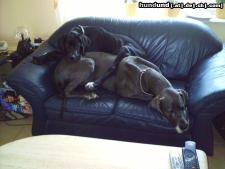 Deutsche Dogge Hunde Foto 14714 Deutsche Dogge Guck nich so, so schlafen wir immer!