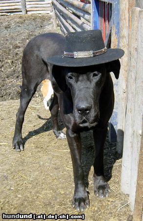 Deutsche Dogge Hunde Foto 10238 Deutsche Dogge INA - Cowgirl