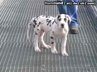 Deutsche Dogge Hunde Foto 10312 Deutsche Dogge Jabbadabbadoo mit 11 Wochen