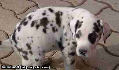 Deutsche Dogge Hunde Foto 9480 Deutsche Dogge Jabbadabbadoo beim .......... :-)