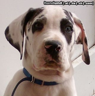 Deutsche Dogge Hunde Foto 10314 Deutsche Dogge Jabbadabbadoo von Himmelkron