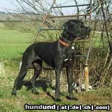 Deutsche Dogge Hunde Foto 12368 Deutsche Dogge Joyce vom Rieseneck