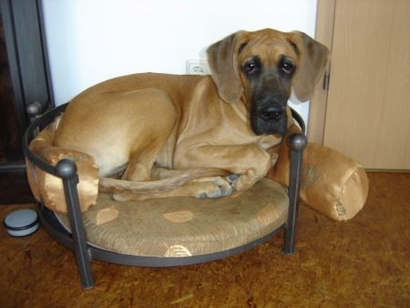 Deutsche Dogge Hunde Foto 42568 in höherer Auflösung ansehen Deutsche Dogge Noch passe ich rein