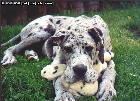 Deutsche Dogge Hunde Foto 2681 Deutsche Dogge Nessie