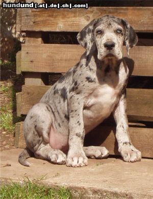 Deutsche Dogge Hunde Foto 2963 Deutsche Dogge Unsere Kyra vom Aischgrund