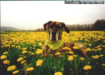 Deutsche Dogge Hunde Foto 2686 Deutsche Dogge Nike
