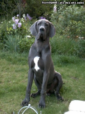 Deutsche Dogge Hunde Foto 5010 Deutsche Dogge Und was ist nun mit dem Leckerchen??