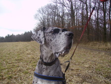 Deutsche Dogge Hunde Foto 30913 Deutsche Dogge Nessie braucht Urlaub jetzt läuft sie schon bei schlechtem Wetter mit Sonnenbrille durch die Gegend