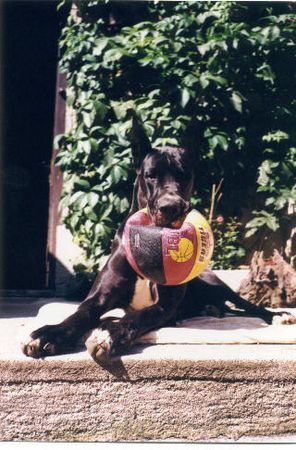 Deutsche Dogge Hunde Foto 2061 Deutsche Dogge Madona