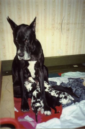 Deutsche Dogge Hunde Foto 2099 Deutsche Dogge Madonnas Babys