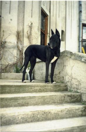 Deutsche Dogge Hunde Foto 2098 Deutsche Dogge Mama Madonna