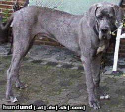 Deutsche Dogge Hunde Foto 8598 Deutsche Dogge Aristo + Luna