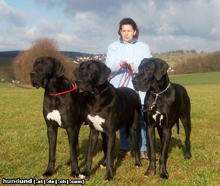 Deutsche Dogge Hunde Foto 18678 Deutsche Dogge Drei Odenwälder Jung`s, 12 Monate alt
