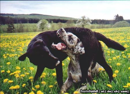 Deutsche Dogge Hunde Foto 3570 Deutsche Dogge Ich habe Dich zu Fressen gern !