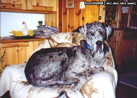 Deutsche Dogge Hunde Foto 8545 Deutsche Dogge Wann bekomme ich einen größeren Sessel ?