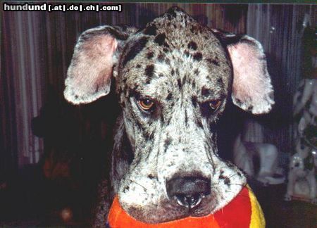 Deutsche Dogge Hunde Foto 14832 in höherer Auflösung ansehen Deutsche Dogge Nessie-Ohren !!!