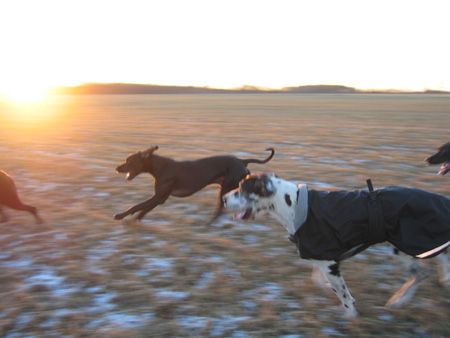 Deutsche Dogge Hunde Foto 27916 Deutsche Dogge Orph und freunden