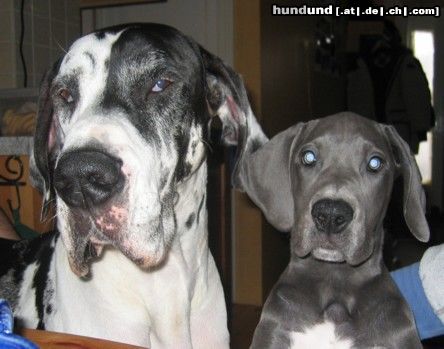 Deutsche Dogge Hunde Foto 16985 Deutsche Dogge Orph und Smilla