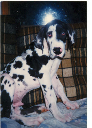 Deutsche Dogge Hunde Foto 33100 Deutsche Dogge Orph 16 Wochen