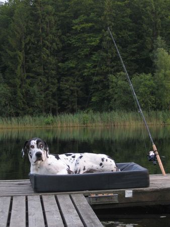 Deutsche Dogge Hunde Foto 26910 Deutsche Dogge Orph Fischen