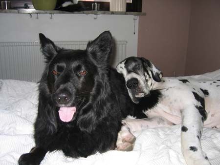 Deutsche Dogge Hunde Foto 26911 Deutsche Dogge Orph sclafen mit Bonzo