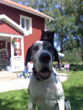 Deutsche Dogge Hunde Foto 33098 Deutsche Dogge Kissen sitzen auf Orphs kopf