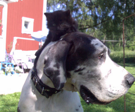 Deutsche Dogge Hunde Foto 33099 Deutsche Dogge Kissen sitzen auf Orphs kopf