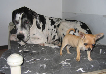 Deutsche Dogge Hunde Foto 33016 Deutsche Dogge Orph und Skvablick