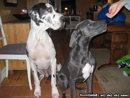 Deutsche Dogge Hunde Foto 16754 Deutsche Dogge