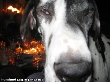 Deutsche Dogge Hunde Foto 17020 Deutsche Dogge