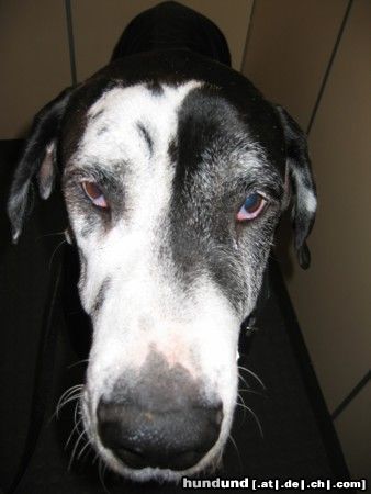 Deutsche Dogge Hunde Foto 17931 in höherer Auflösung ansehen Deutsche Dogge Orph