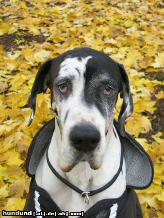 Deutsche Dogge Hunde Foto 16753 in höherer Auflösung ansehen Deutsche Dogge