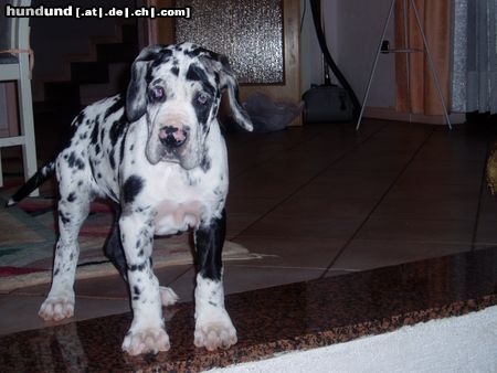Deutsche Dogge Hunde Foto 6061 Deutsche Dogge