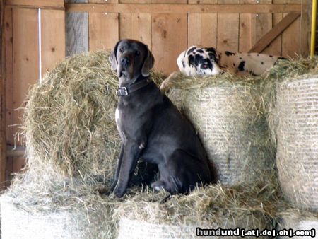 Deutsche Dogge Hunde Foto 44192 in höherer Auflösung ansehen Deutsche Dogge sam und luna