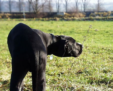 Deutsche Dogge Hunde Foto 30660 in höherer Auflösung ansehen Deutsche Dogge King Duke vom schwarzen Born