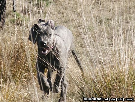 Deutsche Dogge Hunde Foto 7257 Deutsche Dogge Cerberus vom Simberg