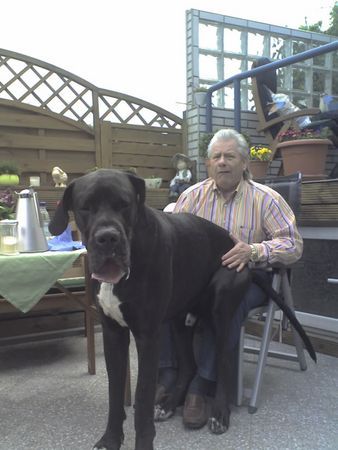 Deutsche Dogge Hunde Foto 43677 in höherer Auflösung ansehen Deutsche Dogge Ben mein Kumpel