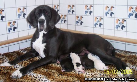 Deutsche Dogge Hunde Foto 18677 Deutsche Dogge Lunas Welpen, Wurftag 11.2.2005