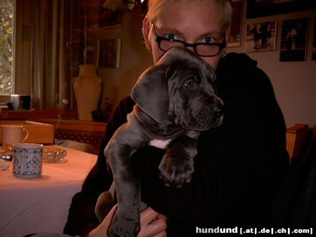 Deutsche Dogge Hunde Foto 5008 Deutsche Dogge Bald geht's nach Hause...