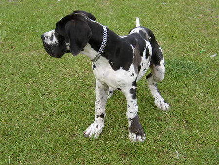 Deutsche Dogge Hunde Foto 32880 in höherer Auflösung ansehen Deutsche Dogge Pleasure vom Schäferhof 15.Wo.