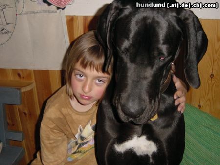 Deutsche Dogge Hunde Foto 5577 Deutsche Dogge Unsere INA