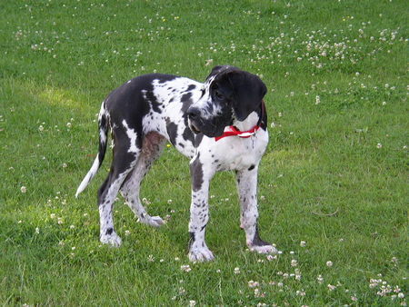 Deutsche Dogge Hunde Foto 32757 Deutsche Dogge Pleasure vom Schäferhof 16 Wochen alt