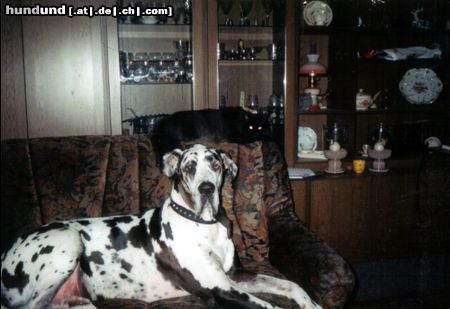 Deutsche Dogge Hunde Foto 17854 Deutsche Dogge das ist cesar(8 jahre), der hund von meinen schwiegereltern
